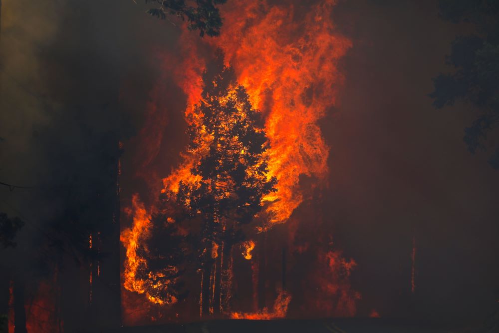 The French Fire burns in the Sequoia National Forest near Lake Isabella, Calif., Aug. 25. (CNS/Reuters/David Swanson)