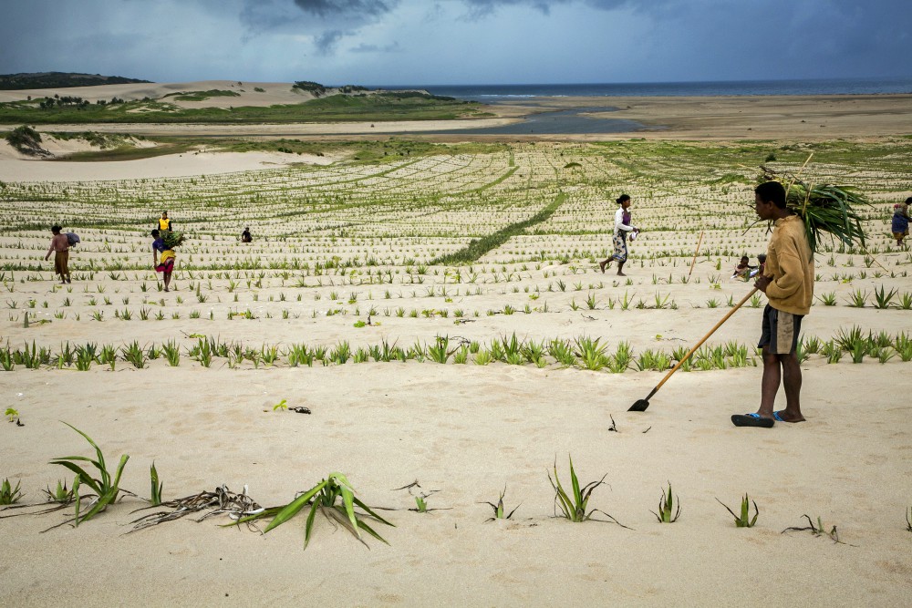 Community members plant sisal on sand dunes to stabilize them and keep them from blowing and moving onto farmland near the village of Anjongo, Madagascar, March 22, 2019. (CNS/Catholic Relief Services/Jim Stipe) Community members plant sisal on sand dunes to stabilize them and keep them from blowing and moving onto farmland near the village of Anjongo, Madagascar, March 22, 2019. (CNS/Catholic Relief Services/Jim Stipe)