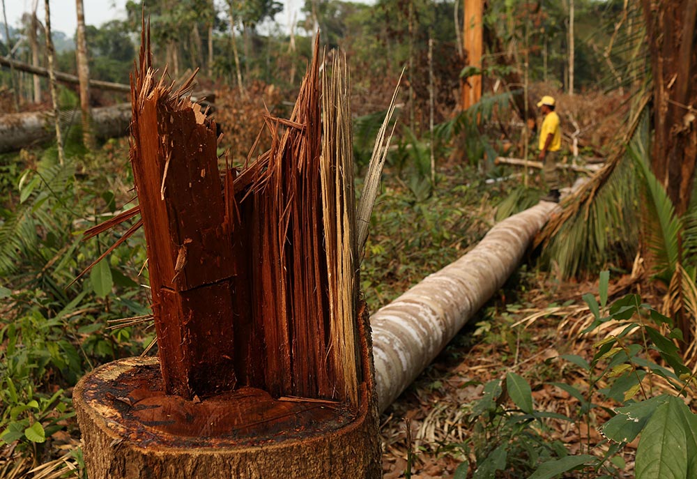 A member of the Chico Mendes Institute for Biodiversity Conservation is seen in a deforested area in the Bom Futuro National Forest in Rio Pardo, Brazil, Sept. 13, 2019. (CNS photo/Bruno Kelly, Reuters)