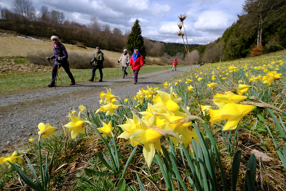 Hikers walk past a field of wild narcissi flowers in the Eifel region close to the German-Belgian border, April 16, near Höfen, Germany. The Vatican has consulted with many people around the world for its Laudato Si' Action Platform, which launches in Oct