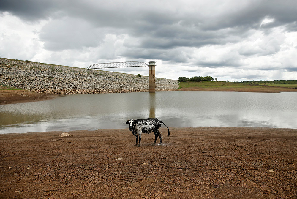 A cow stands on caked mud before a small patch of water at a dam Jan. 18, 2020, as the region deals with a prolonged drought near Bulawayo, Zimbabwe. (CNS/Reuters/Philimon Bulawayo)