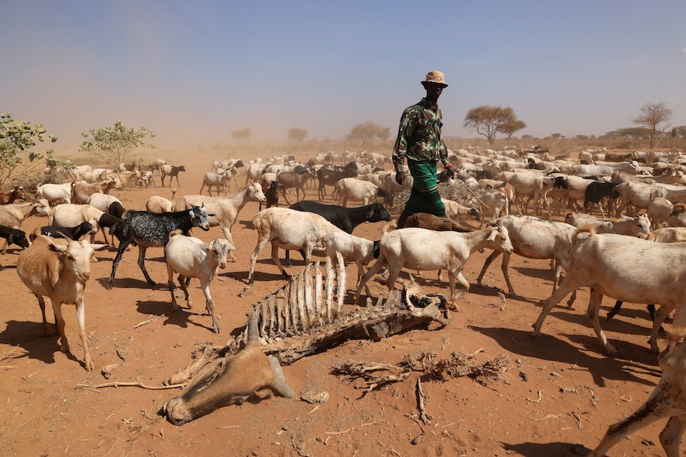 A herdsman walks past the carcass of a cow in Kargi, Kenya, Oct. 9. Kenyan bishops are expressing concern about the drought and are calling for government and faith leaders to work together to promote conservation. (CNS photo/Baz Ratner, Reuters)