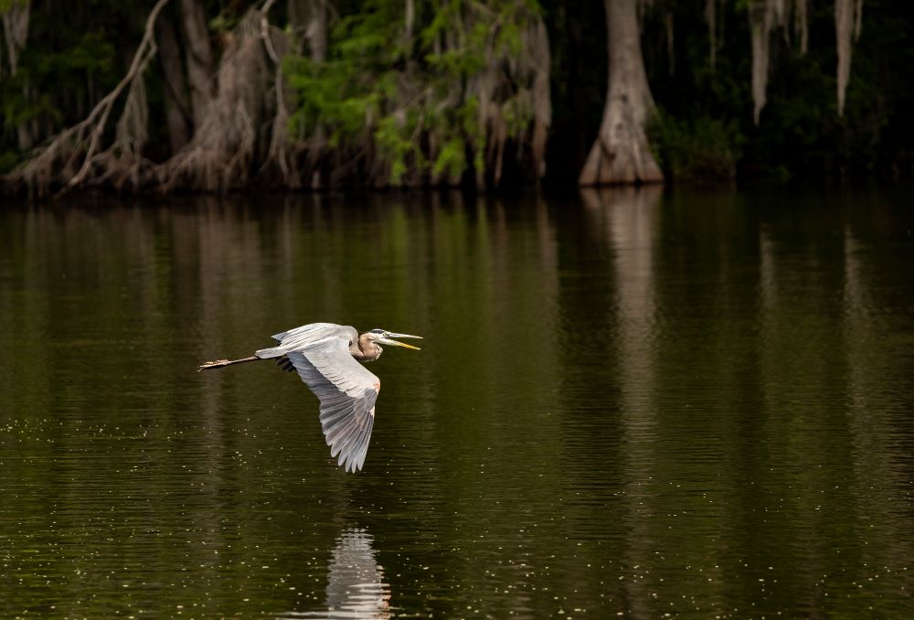 Blue heron flies close to water