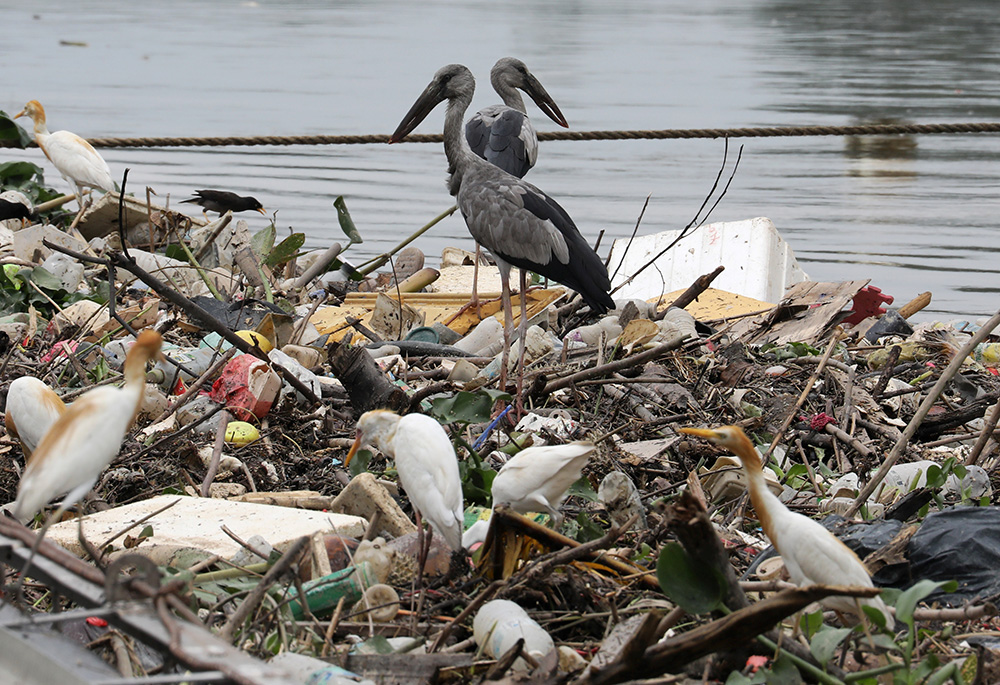 Birds search for food on trash collected by a log boom on a river in Klang, Malaysia, on World Environment Day, June 5, 2020. The theme of World Environment Day 2020 was "Celebrate Biodiversity." (CNS/Reuters/Lim Huey Teng)