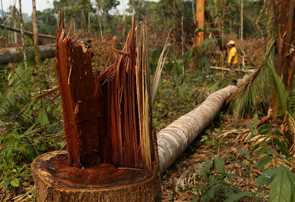 A member of the Chico Mendes Institute for Biodiversity Conservation is seen in a deforested area in the Bom Futuro National Forest in Rio Pardo, Brazil, Sept. 13, 2019. (CNS/Reuters/Bruno Kelly)