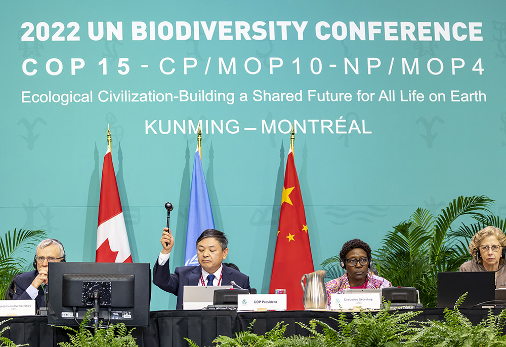 COP15 president Huang Runqiu of China slams the gavel as nations formally adopt the Kunming-Montreal Global Biodiversity Framework at the COP15 United Nations biodiversity conference Dec. 19 in Montreal. (U.N. Convention on Biological Diversity)