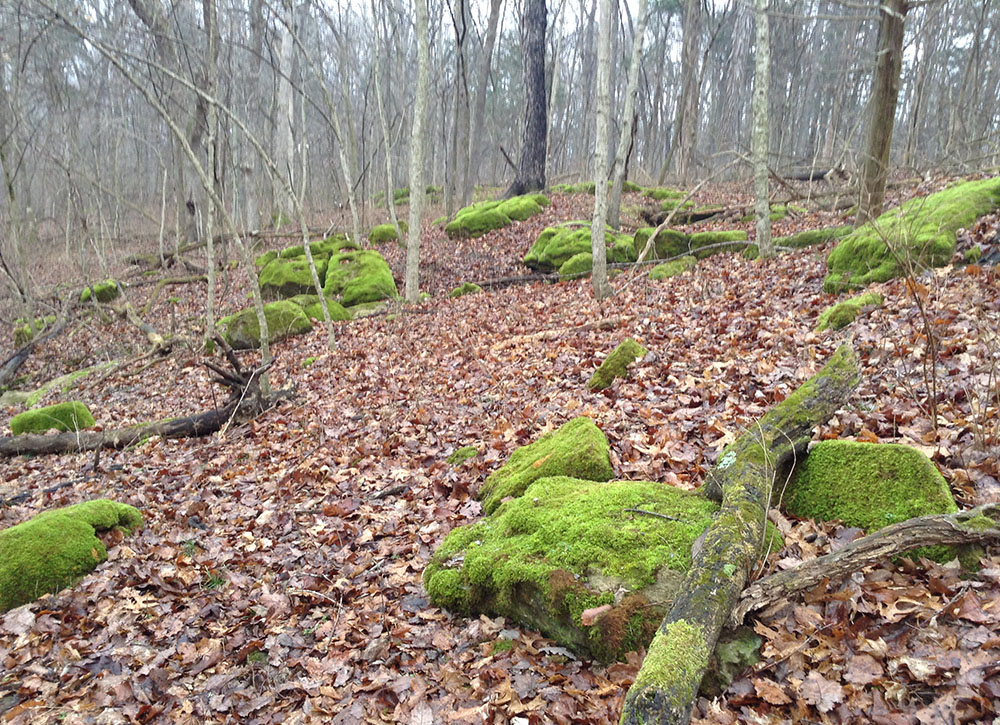 Wooded upland at Loretto Motherhouse Farm (Susan Classen)