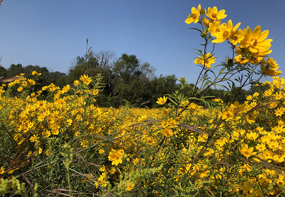 Beggarticks flowers (Bidens frondosa) at Loretto Motherhouse Farm in Kentucky (Susan Classen)