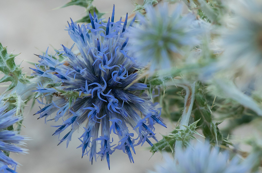 Seeing things from another perspective: close-up of a thistle (Courtesy of Véronique Rouquet)