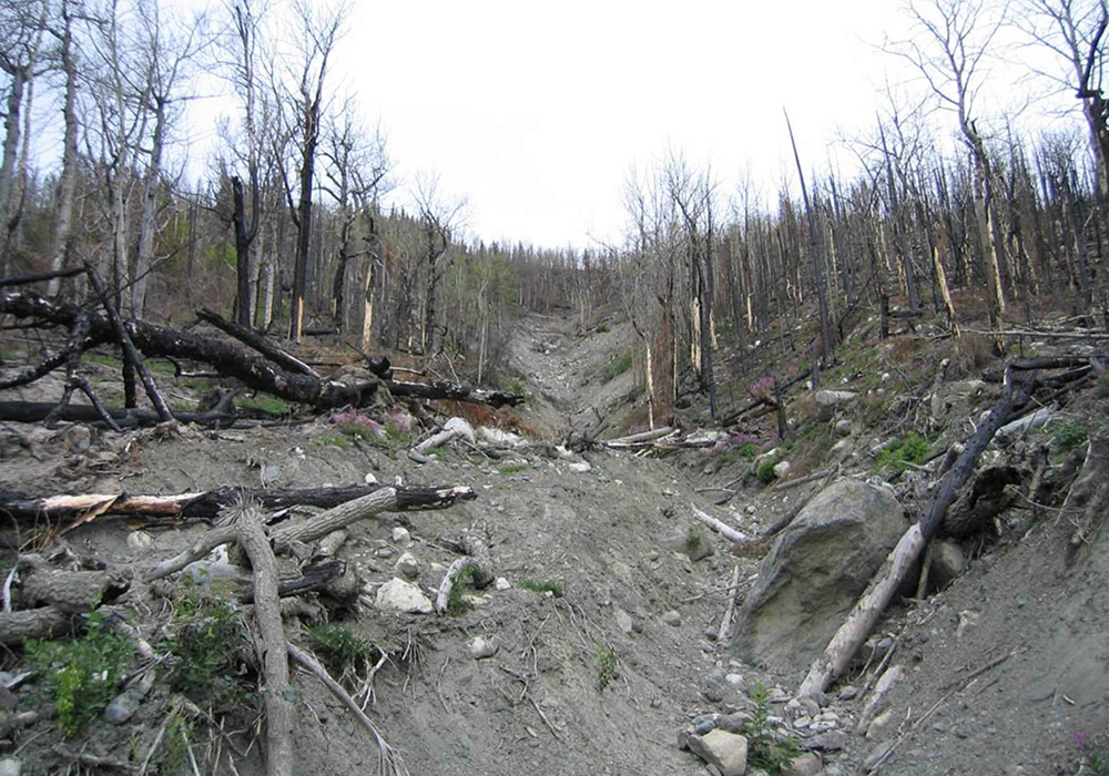 A forest is pictured after a fire. (Wikimedia Commons/U.S. Fish and Wildlife Service/Kenai NWR)