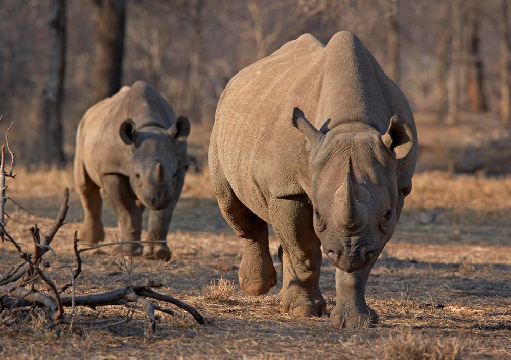 An endangered east African black rhinoceros and her calf are pictured in a file photo in Tanzania's Serengeti Park. Catholic environmental activists in Africa are expressing grave concern after a group of bishops in Tanzania endorsed a proposed crude oil pipeline project, amid increasing calls to abandon fossil fuels to tackle climate changes. (OSV News/Reuters/Tom Kirkwood)