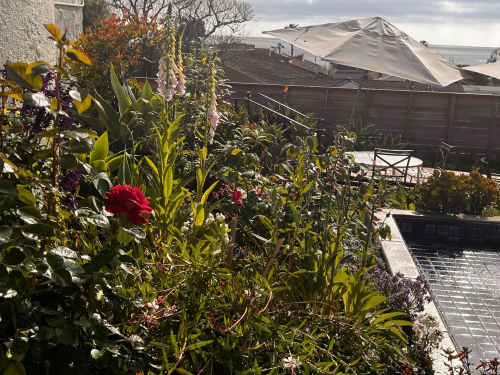 St. Mary’s Episcopal Church is four blocks from the Pacific Ocean in downtown Laguna Beach, California.  In 2022, the gardens transitioned to all native California plants. (Martha Simkins Davis)