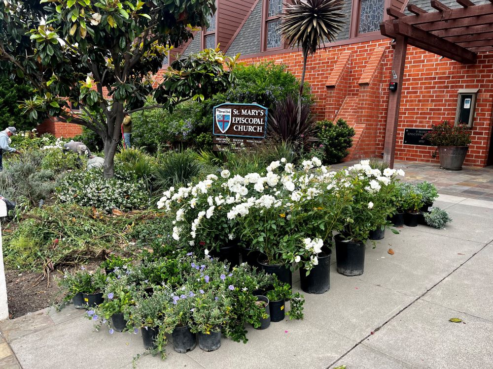 In the last century, Southern California has warmed by three degrees. The region is increasingly vulnerable to water scarcity, wildfires and coastal erosion. Small changes like those on St. Mary’s campus are an integral part of the wider Episcopal Church’s response to climate change. (Courtesy of St. Mary’s)