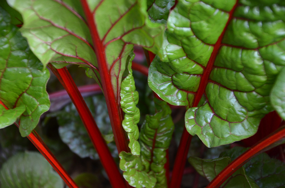 Chard leaves (Unsplash/TEA TEA)