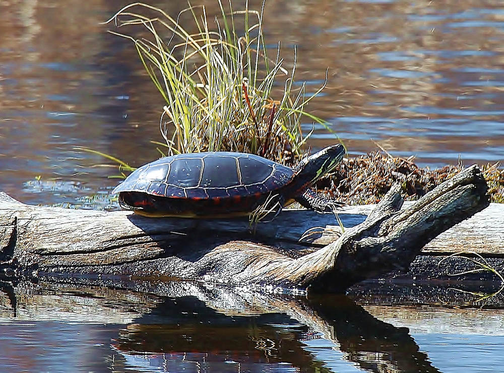 A painted turtle at Missisquoi National Wildlife Refuge in Vermont (Flickr/U.S. Fish and Wildlife Service Northeast Region/Ken Sturm)