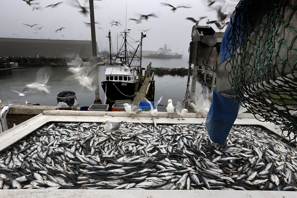 Herring are unloaded from a fishing boat in Rockland, Maine, July 8, 2015. (AP/Robert F. Bukaty, File)