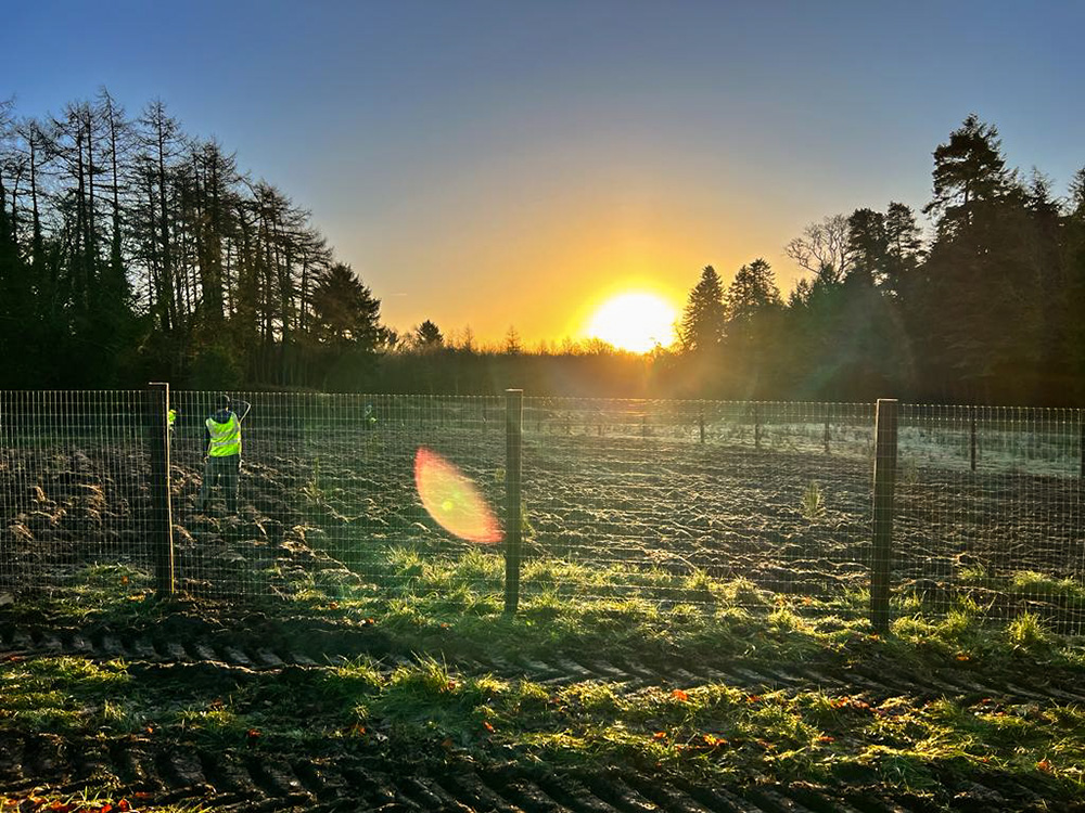 Sunrise on the grounds of Glenstal Abbey in County Limerick, Ireland (Courtesy of 100 Million Trees Project)