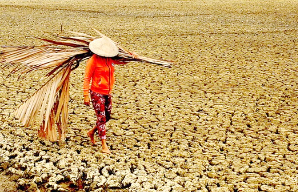 A woman walks through a drought-affected field in Nam Dong district of Thua Thien Hue province, Vietnam, in August.