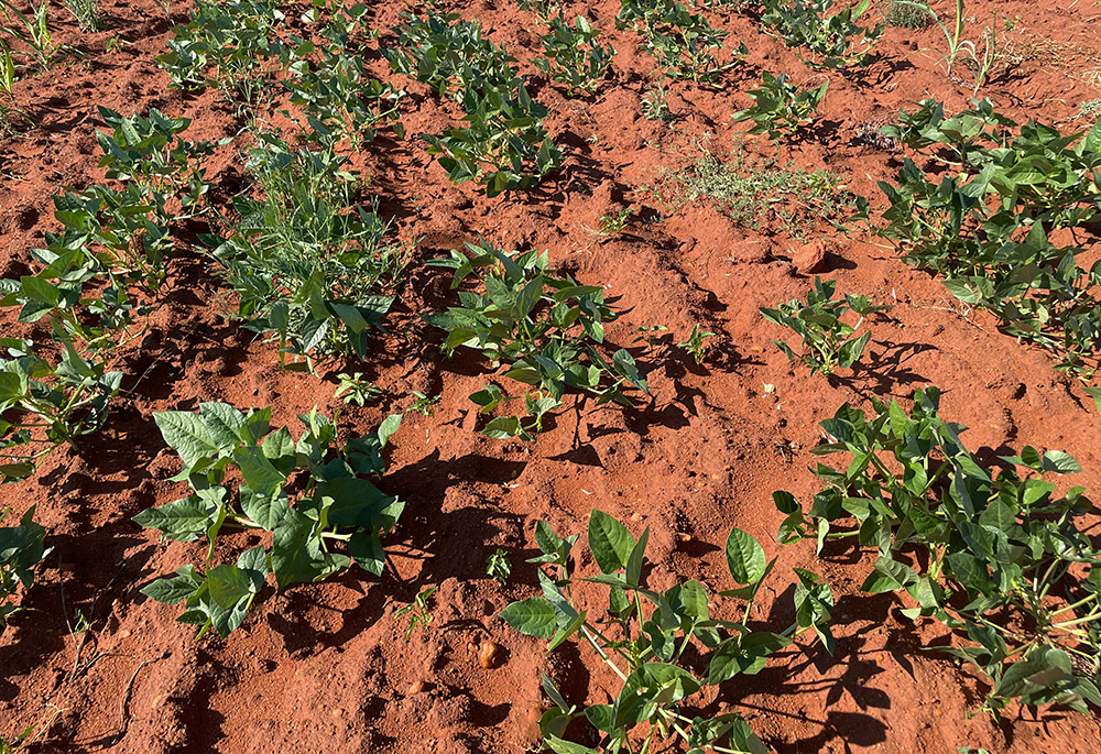 Despite a dry spell exceeding 30 days, the cowpea plants at Malala village in Beitbridge district, Zimbabwe, are still going strong. The leaves and peas supply families with more diverse nutrition options. Catholic Relief Services provided training and drought-resistant seeds to help farmers produce a harvest even during droughts. (CRS/Richard Savo)