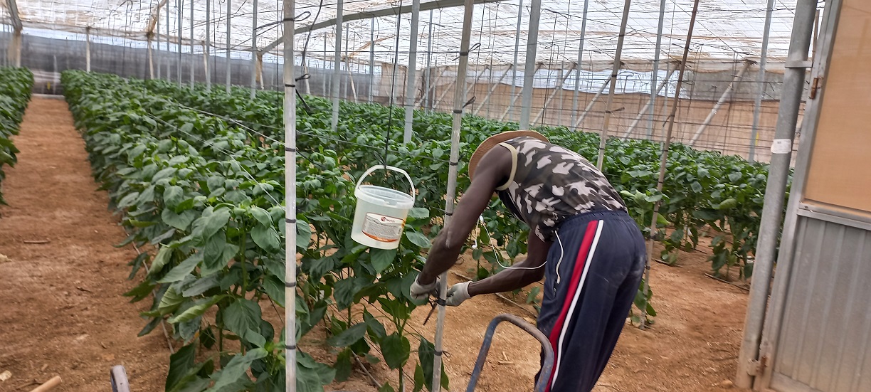 Migrants arriving to Spain by way of the Mediterranean Sea work in greenhouses and are fundamental to the country's agricultural economy. (Courtesy of Fátima Santaló-Osorio)  