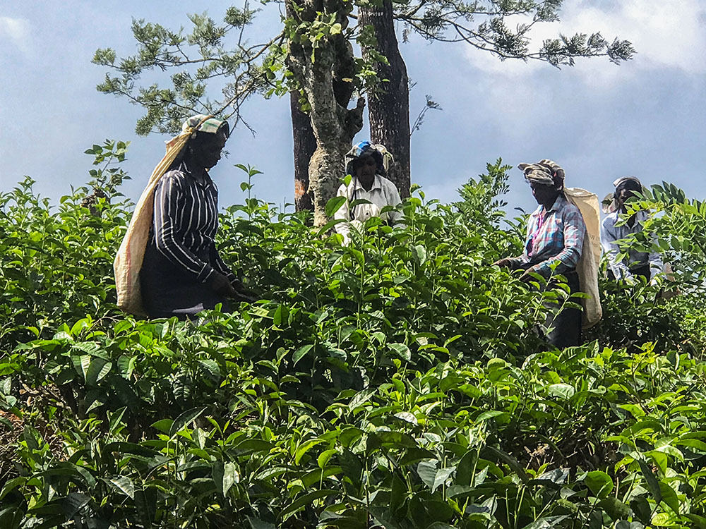 Workers collect tea leaves at a plantation in Pussellawa, Sri Lanka. (Thomas Scaria)