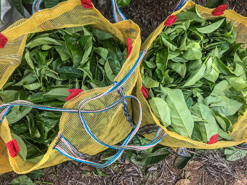 Tea leaves are collected in plastic bags ready for transport to tea factories in Sri Lanka. (Thomas Scaria)