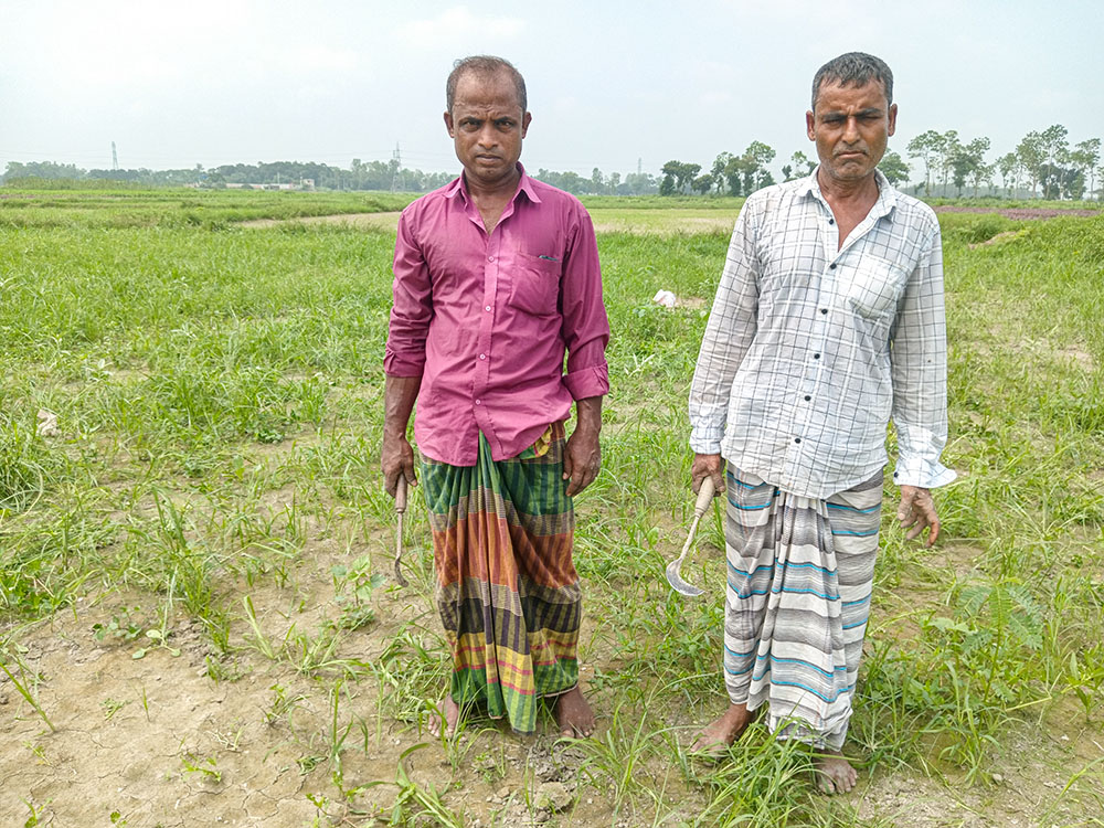 Abdul Mannan, 80, an inhabitant of Bolipur of Savar, died in a lightning strikes on August 20, 2022. His sons, Sorafat Ullah, left, and Mojib Ullah work in their crop field on June 21. (Sumon Corraya) 