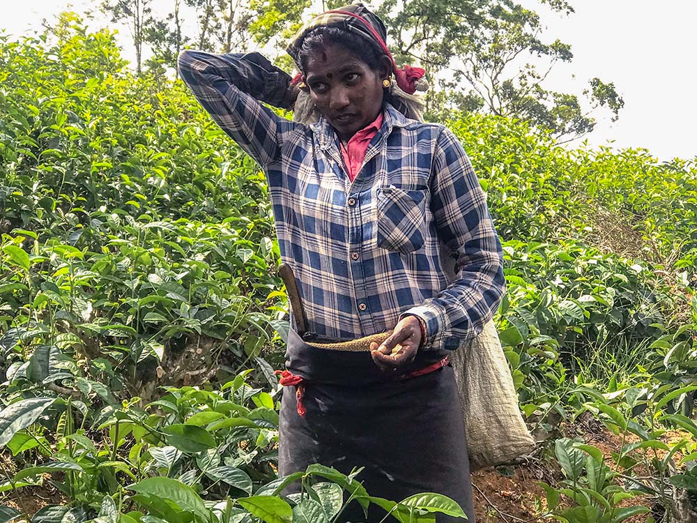 Vijayalakshmi works on a tea plantation in Pussellawa, in Sri Lanka's Central Province. (Thomas Scaria)