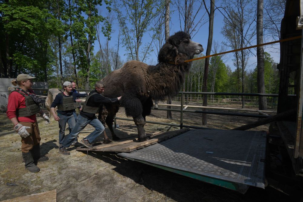 Eugene, a volunteer at Feldman Ecopark near the Russian border in Ukraine, helps push one of the zoo's massive camels onto a truck so that he can be evacuated.  