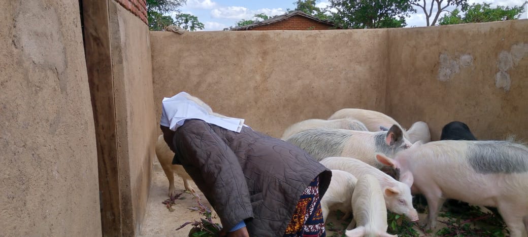 Sr. Nancy Tadala tends to their herd of pigs at their regional house in Nsiyaludzu village in Balaka district, Malawi, Africa. (Courtesy of Nancy Tadala)