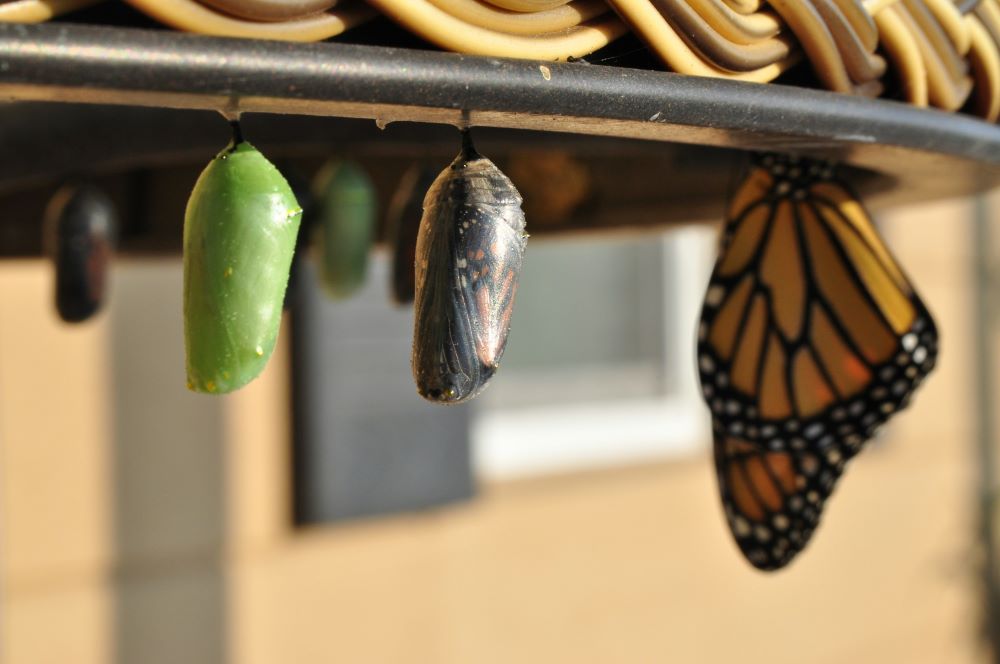 pupas and a butterfly