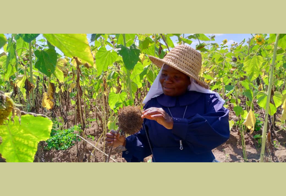 Sr. Nancy Tadala of the Presentation of the Blessed Virgin Mary inspects the sisters' field of sunflowers at their regional house in Nsiyaludzu village in Balaka district, Malawi, Africa. (Courtesy of Nancy Tadala)