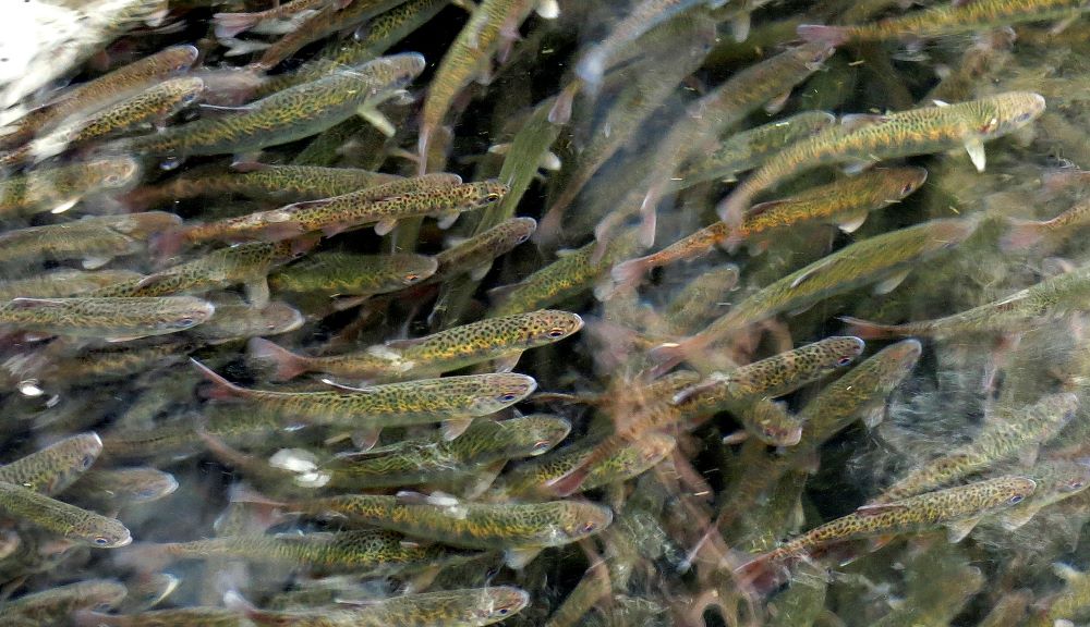 Juvenile coho salmon swim in a holding pond at the Cascade Fish Hatchery, March 8, 2017, in Cascade Locks, Oregon. (AP/Gillian Flaccus)