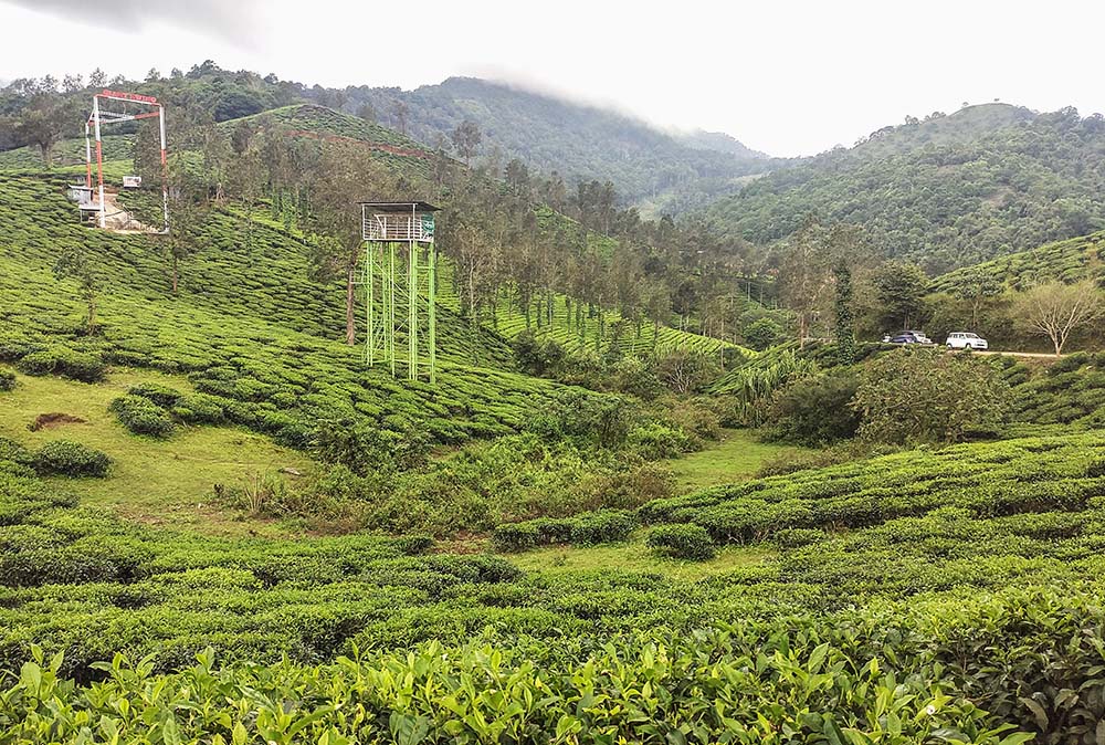 A tea plantation in Chooralmala, close to landslide-affected areas of Wayanad, Kerala, southwestern India (Thomas Scaria)