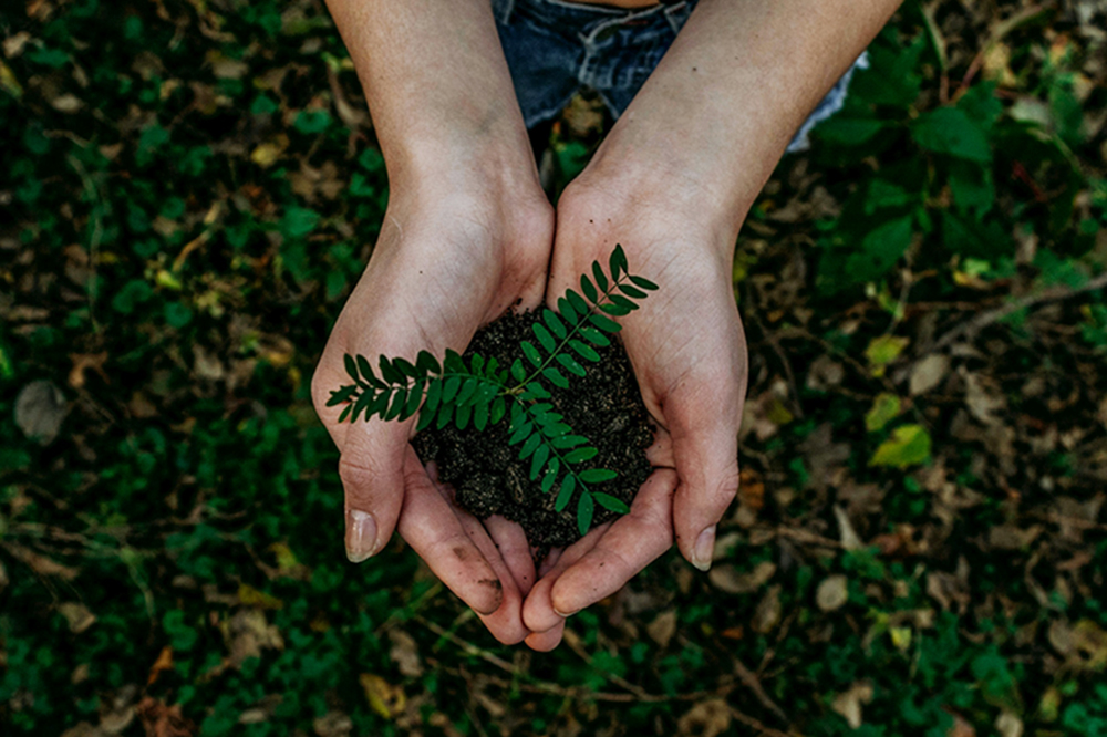 Hands hold a small pile of dirt with a fern growing out of it (Unsplash/Noah Buscher)