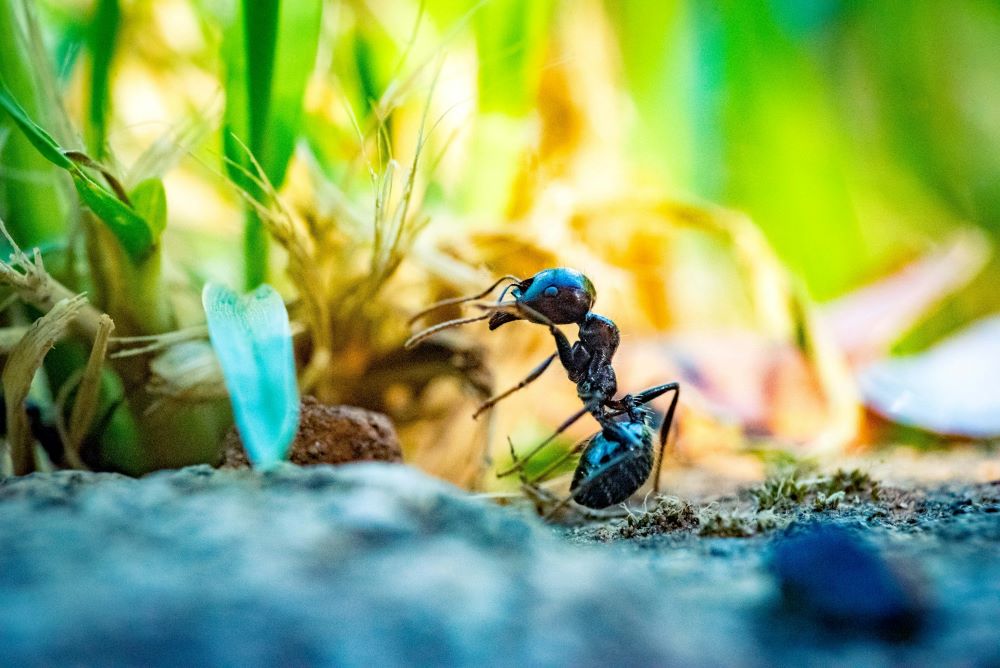 Ant in grass