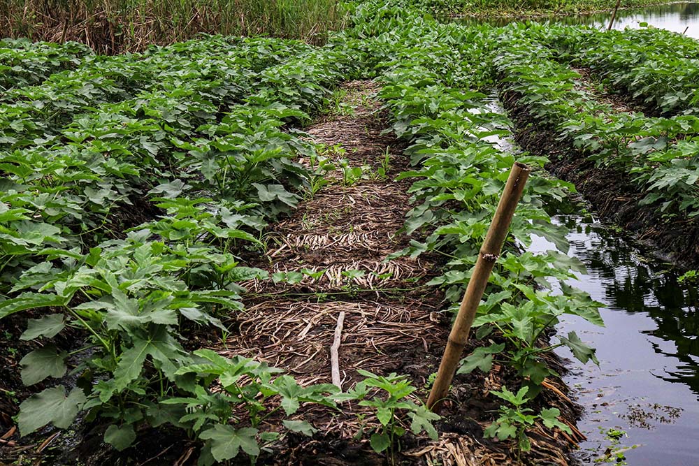 Farmers cultivate crops like turnips, cabbage, cauliflower, tomato, lady's finger and red amaranths in the floating gardens. (Stephan Uttom Rozario)