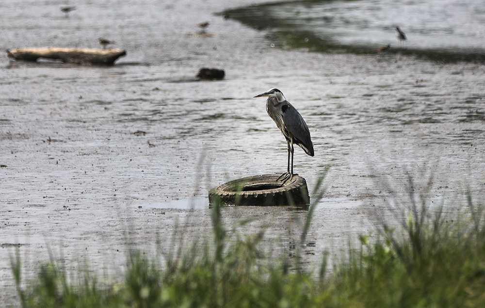 A heron is seen perched on a tire at low tide in a marsh area off the Chesapeake Bay in North Beach, Md., in this file photo. (CNS/Bob Roller)