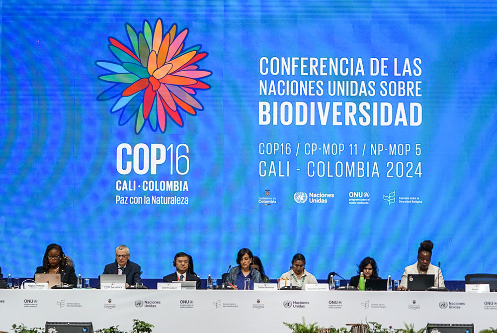 The United Nations biodiversity summit, known as COP16, is being held in Cali, Colombia. The international meeting is the first since countries in 2022 adopted a landmark deal aimed at halting and reversing the loss of biodiversity and ecosystems around the globe. (Flickr/UN Biodiversity)