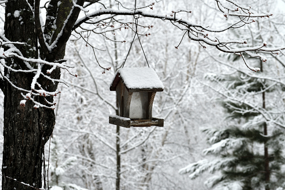 A bird feeder hanging from a snow-covered tree (Unsplash/Ralph Katieb)