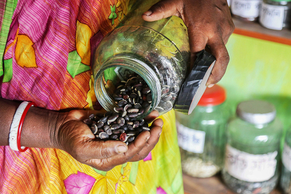 Alpana Rani Mistry often gives indigenous seeds to her neighbors and sends seeds to other parts of the country. (Stephan Uttom Rozario)