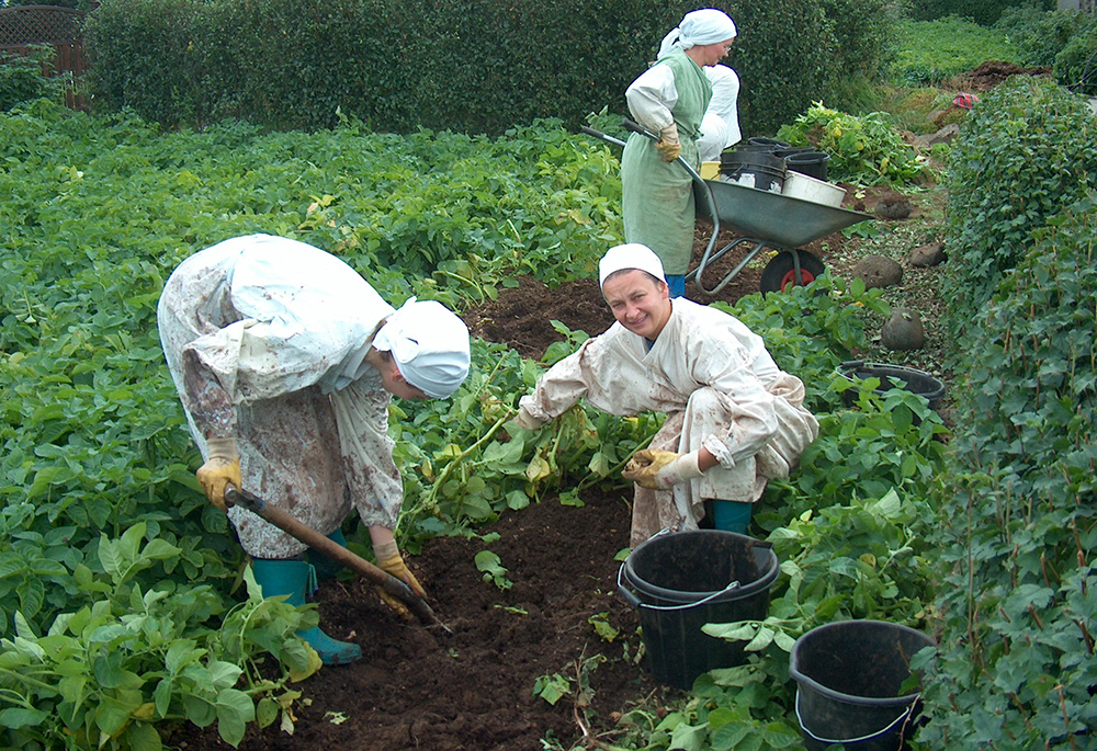 The Discalced Carmelite nuns of Hafnarfjordur, Iceland, are shown harvesting potatoes, a task they do every autumn to produce food supplies to sustain themselves each year. (Courtesy of Carmelite nuns of Hafnarfjordur)