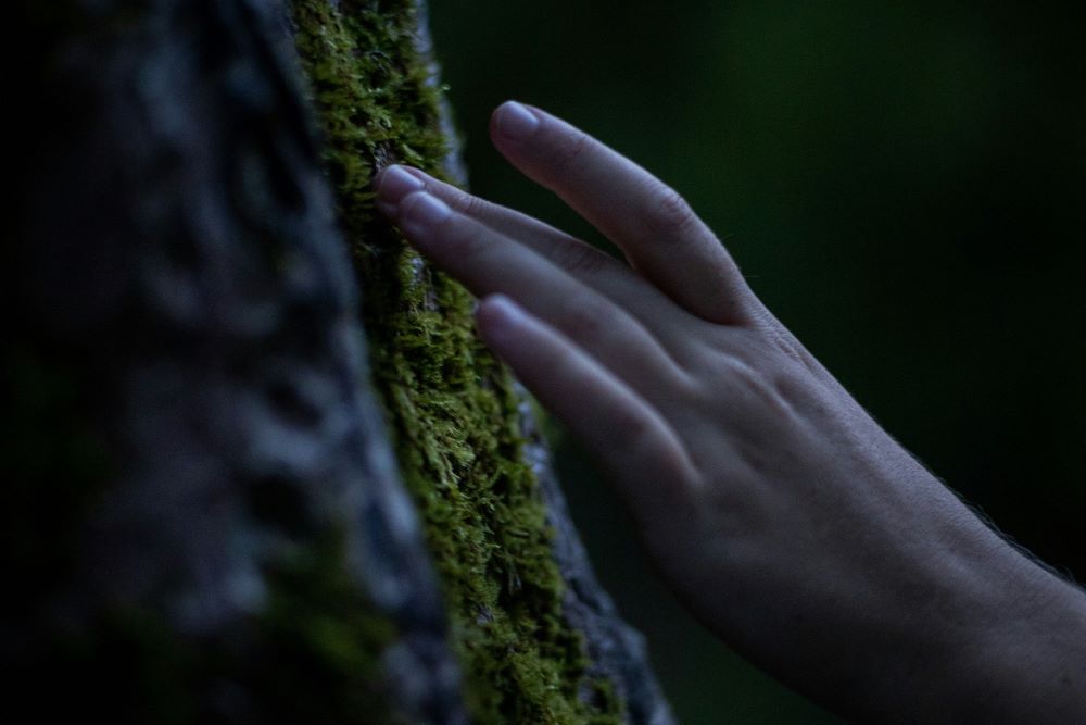 hand touches moss