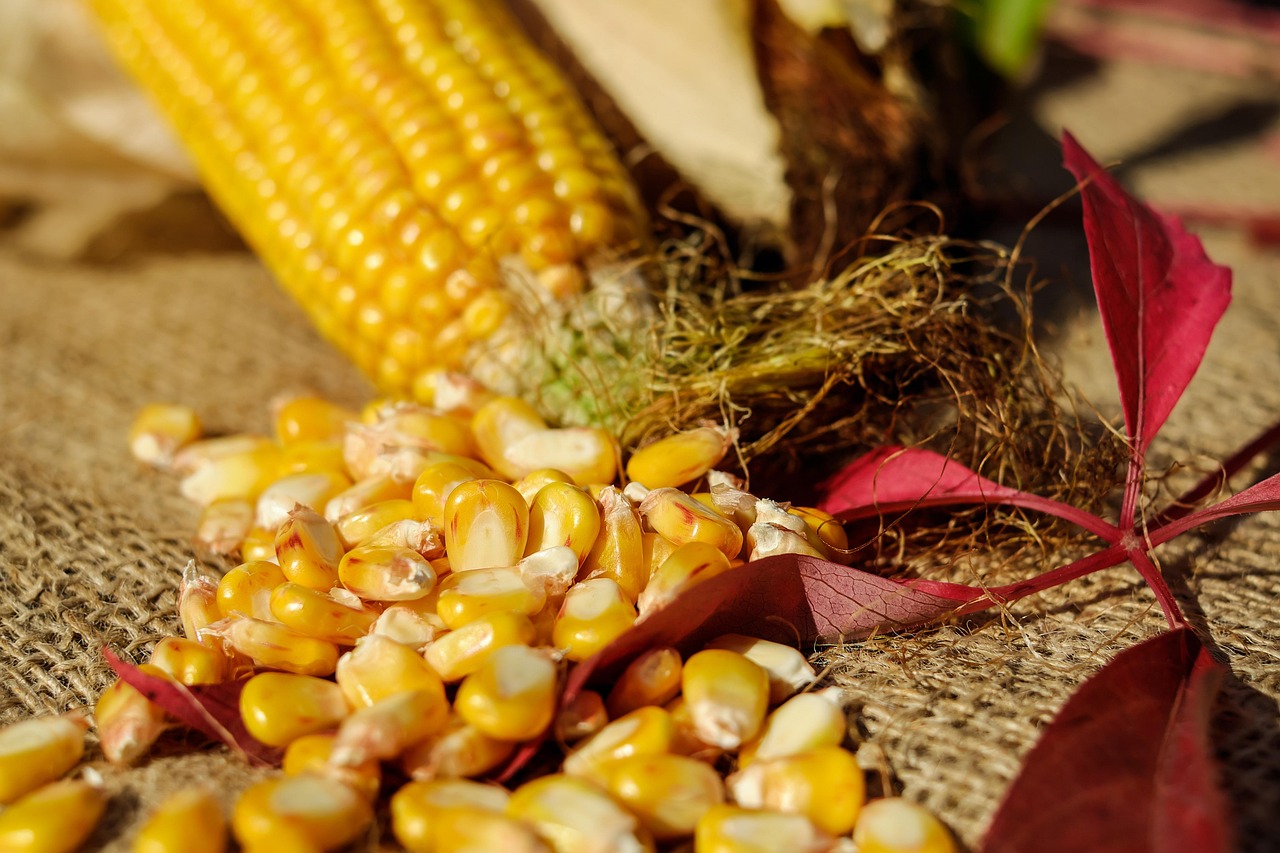  Corn kernels detached from freshly harvested cob (Pixabay/Couler)