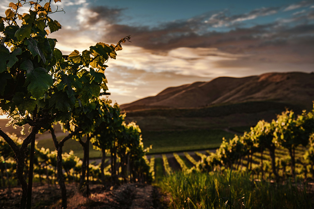 Jesus' parable of the workers in the vineyard could be viewed as God's desire for all to be provided for on account of their need and not necessarily on account of their socially determined value or worth. Unsurprisingly, those who feel entitled to more cry foul and claim this practice is unfair. (Unsplash/Tim Mossholder)