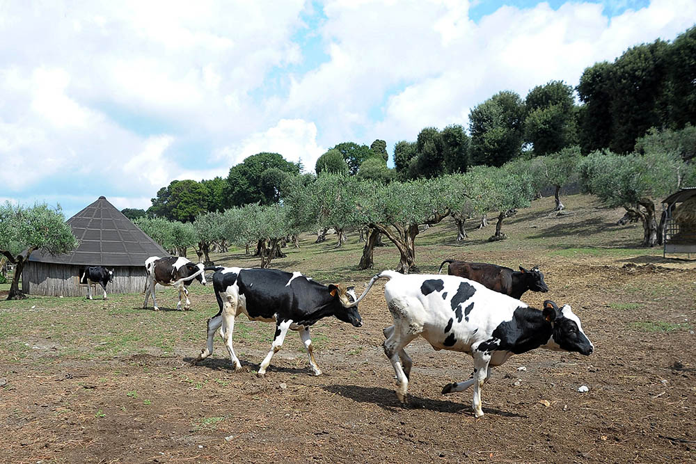 Cows are seen on the farm at the papal villa at Castel Gandolfo, Italy, in an undated photo. (CNS/L'Osservatore Romano) 