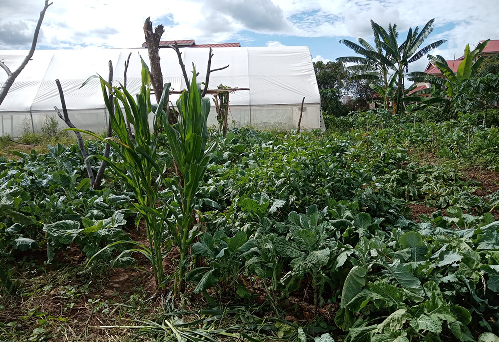 The Savelberg Mixed Day and Boarding Primary School vegetable garden is pictured during the rainy season. The farm grows kale, spinach and traditional vegetables that feed the school population during the rainy season. During the dry season, the school can't sustain crops and must buy vegetables. (Mourine Achieng)