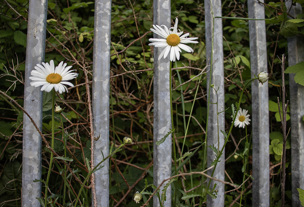 Daisies growing through the bars of a metal gate in Blarney, Ireland (Teresa Malcolm)