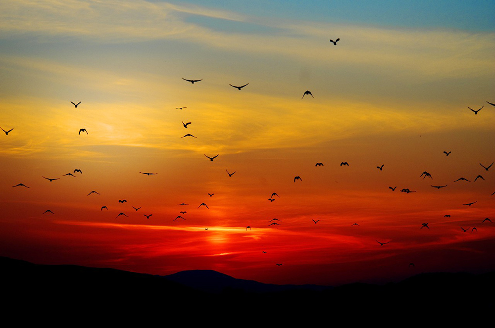 Flock of birds flying against a sunset-colored sky (Pixabay/Giani Gheorghe)