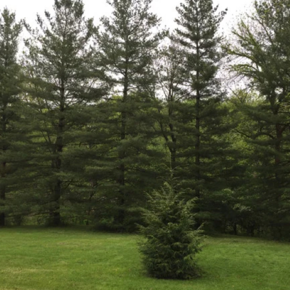 A small pine stands in front of a row of tall pines, a reminder of how the author once felt in religious life: like a little tree sheltered and supported by the canopy of sisters whose foundations and commitment gave her space to grow. (Kelly Williams)